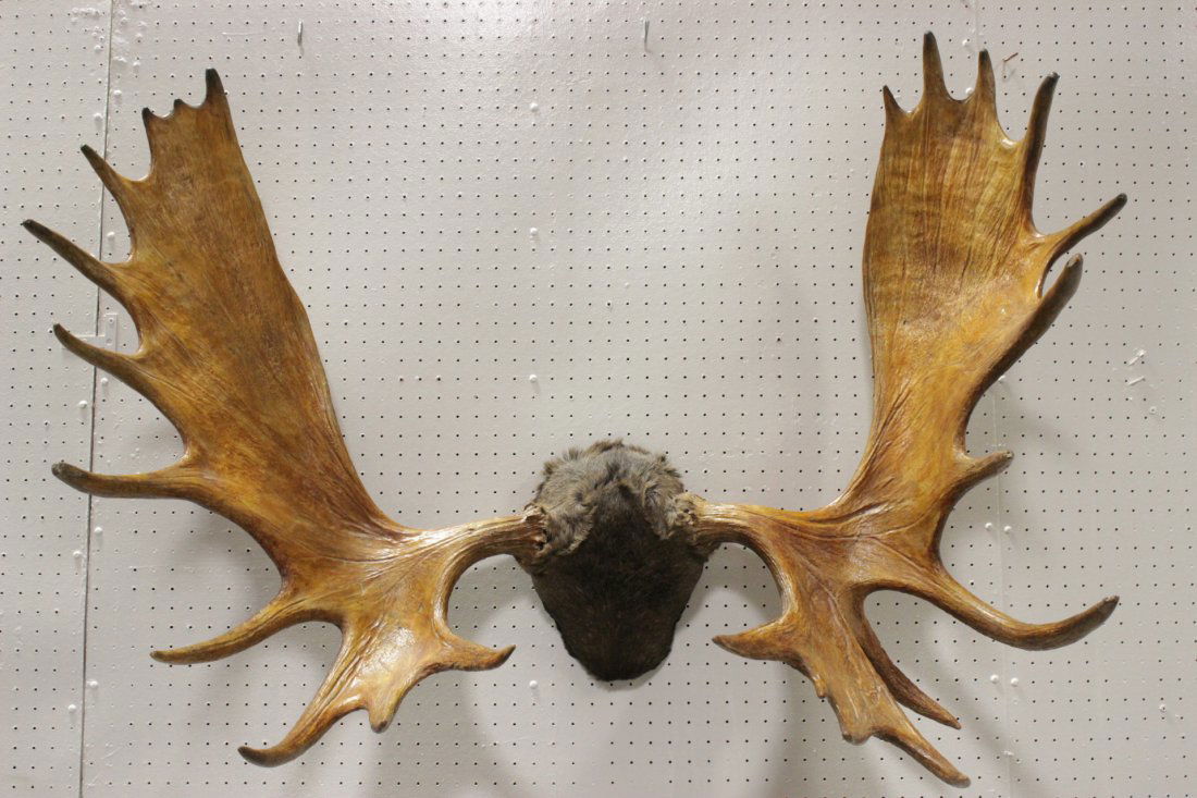 Pair large mounted moose antlers (1 of 10)