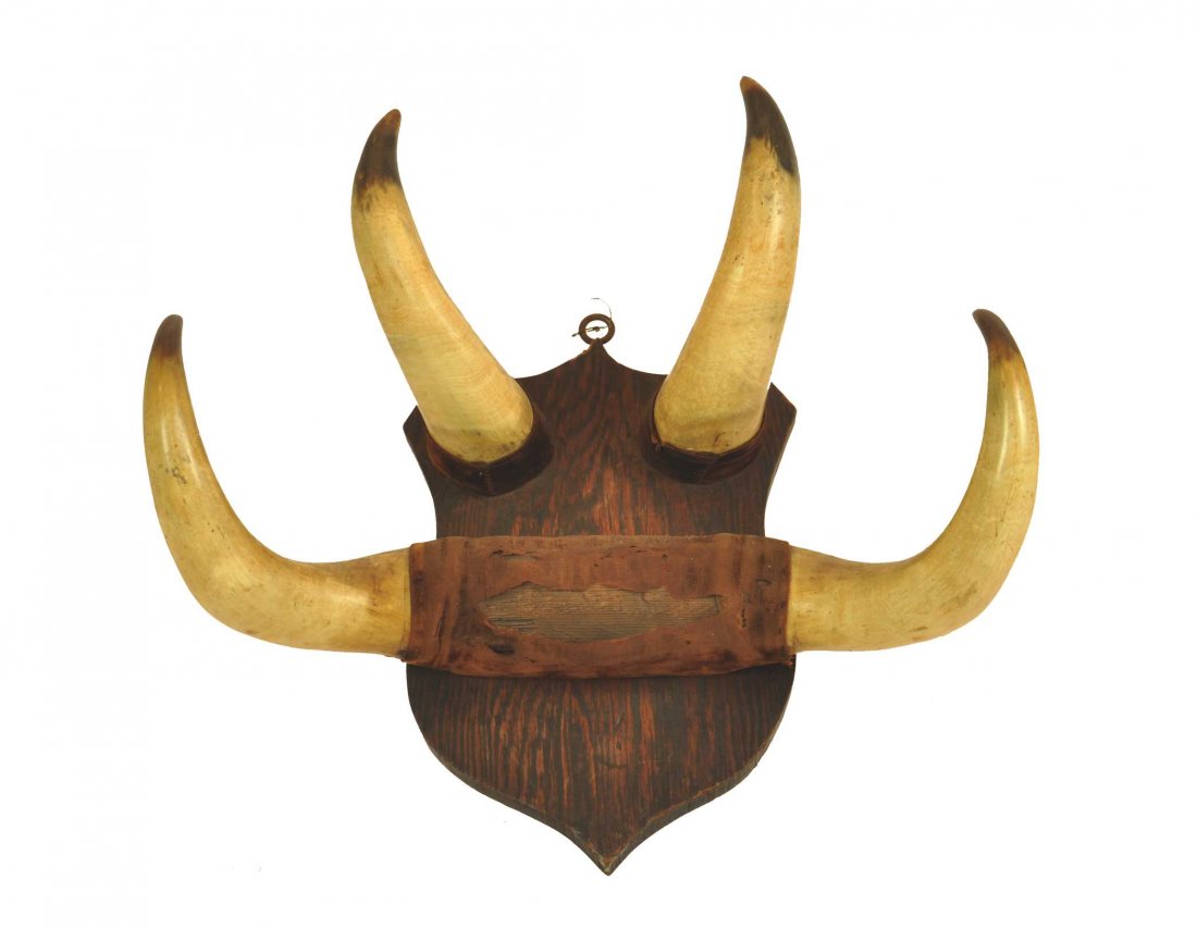 A cow horn and oak wall mounted coat rack, Scottish, 19: A cow horn and oak wall mounted coat rack, Scottish, 19th century 44cm high