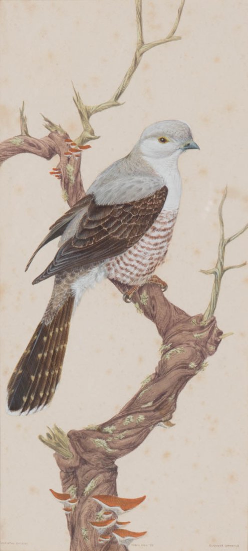 ROBIN HILL The Oriental Cukoo, Cuculusoptatos (1959): ROBIN HILL The Oriental Cukoo, Cuculusoptatos (1959) signed, inscribed and dated gouache on paper, signed, inscribed and dated 30 x 13.5cm