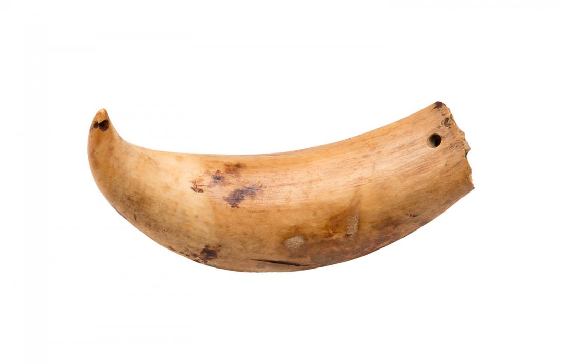 TABUA, Fijian chieftains whales tooth pendant (no: TABUA, Fijian chieftains whales tooth pendant (no coir), 19th century patina. 13cm