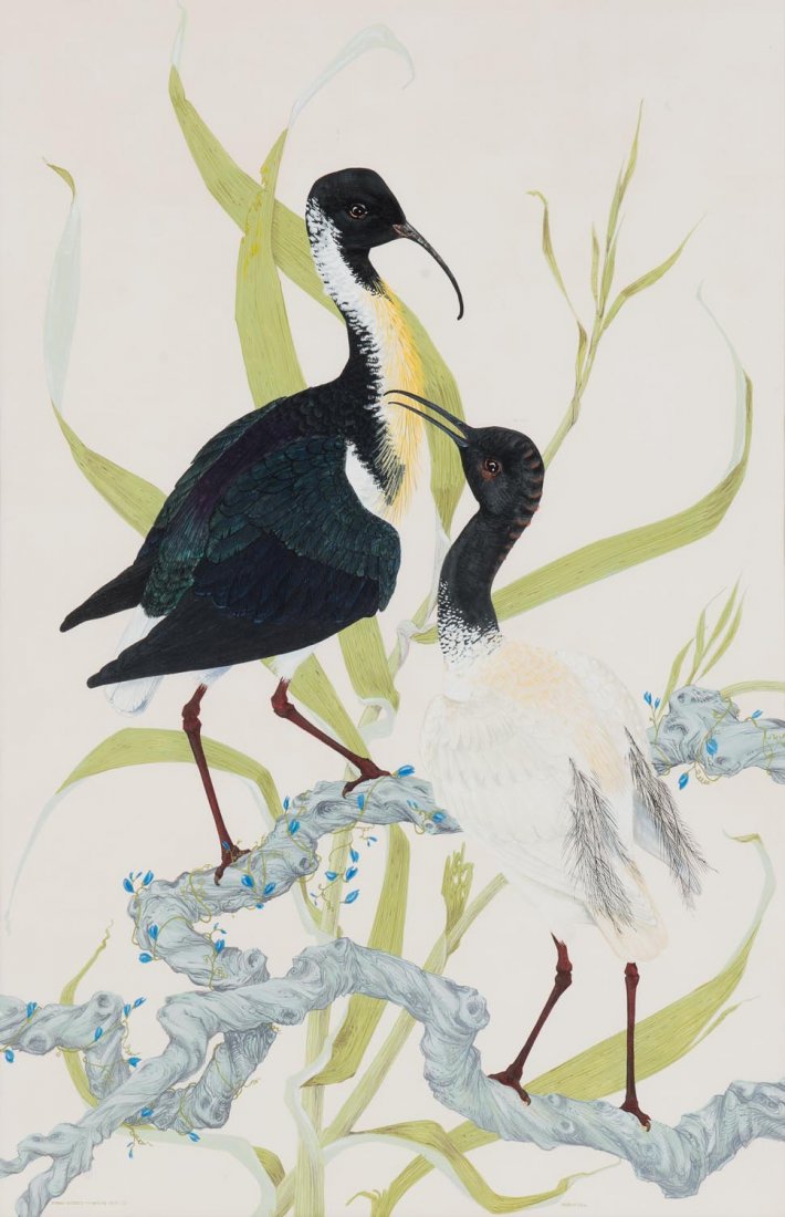 ROBIN HILL (BORN 1932) Straw Necked and White Ibis 1956: ROBIN HILL (BORN 1932) Straw Necked and White Ibis 1956 watercolour and gouache signed 'ROBIN HILL' lower right titled and dated 'STRAW NECKED AND WHITE IBIS '