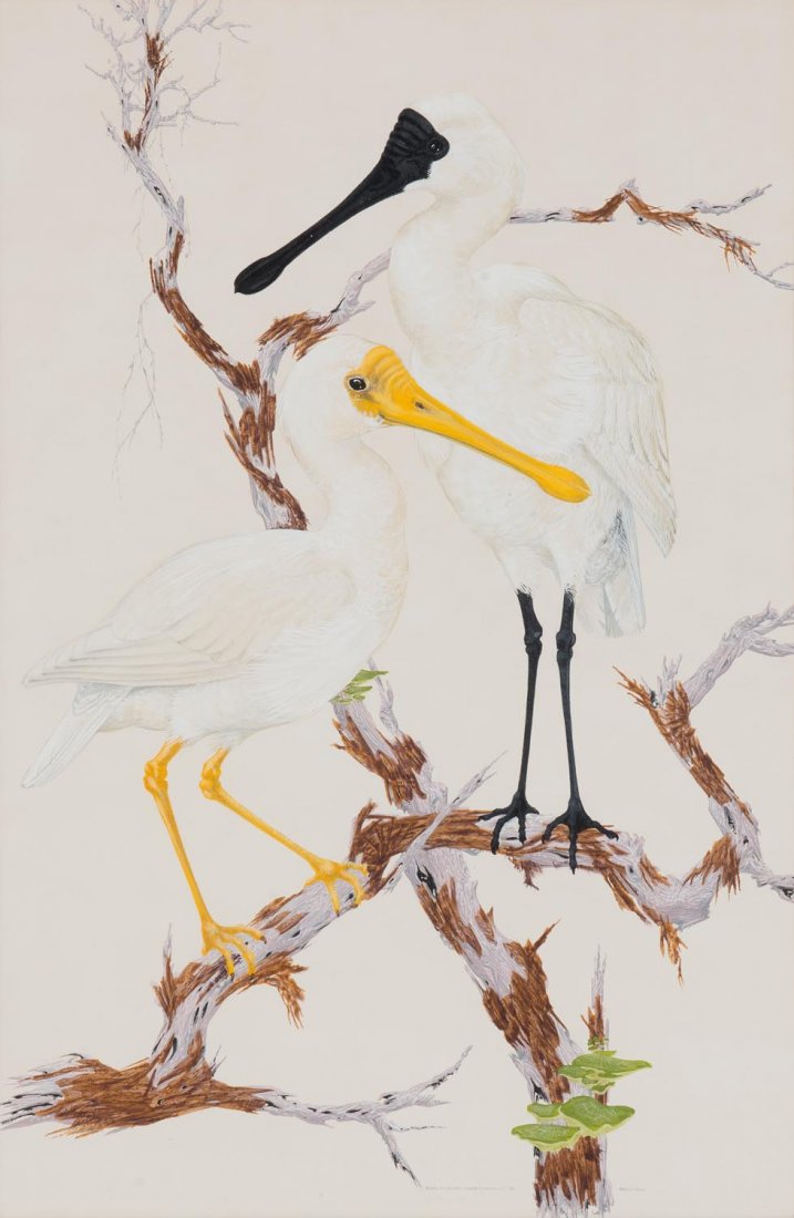 ROBIN HILL (BORN 1932) Royal and Yellow Billed Spoon: ROBIN HILL (BORN 1932) Royal and Yellow Billed Spoon Bills 1958 watercolour and gouache signed and titled 'ROBIN HILL ROYAL AND YELLOW BILLED SPOON BILLS '58' lower right <