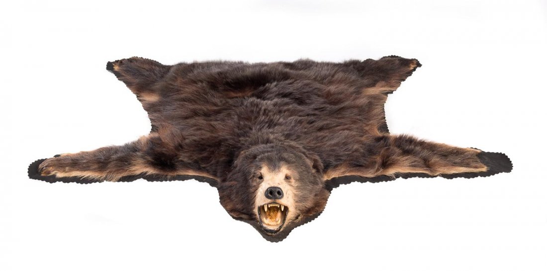 A Black Bear skin rug with taxidermy head on a felt: A Black Bear skin rug with taxidermy head on a felt backing, early 20th Century. 140cm x 153cm Please note this item requires a CITES certificate for export and cannot be shipped to the USA