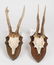 Two pairs of Roe deer antlers mounted on boards,