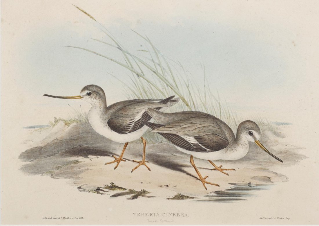 JOHN GOULD (1804-1881) Terekia Cinerea (1 of 1)