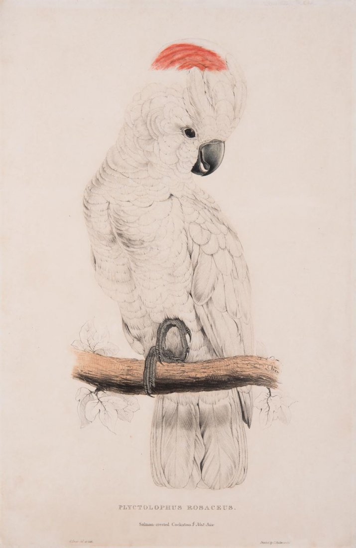 EDWARD LEAR [1812-1888] "PLYCTOLOPHUS ROSACEUS" or: EDWARD LEAR [1812-1888] "PLYCTOLOPHUS ROSACEUS" or Salmon Crested Cockatoo, a partially hand-coloured plate from Lear's "Illustrations of the Family of Psittacidae, or Parrots", published in 1832.