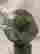 item-131637518=5