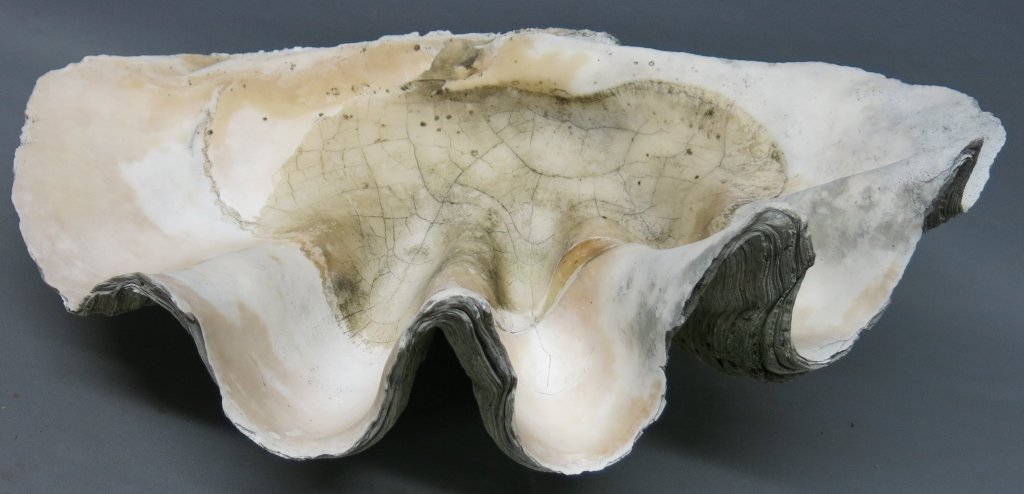 GIANT CLAM SHELL: 28" X 19" X 10"