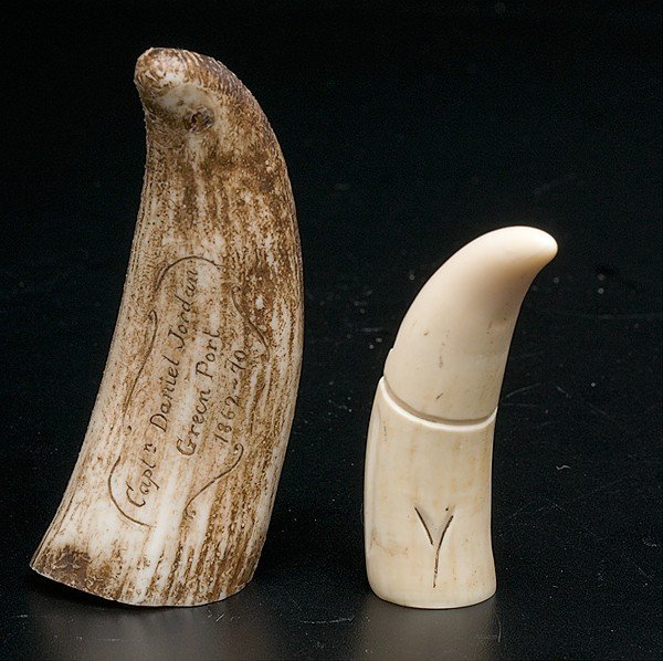 SEA SEAL TEETH: GOOD CONDITION