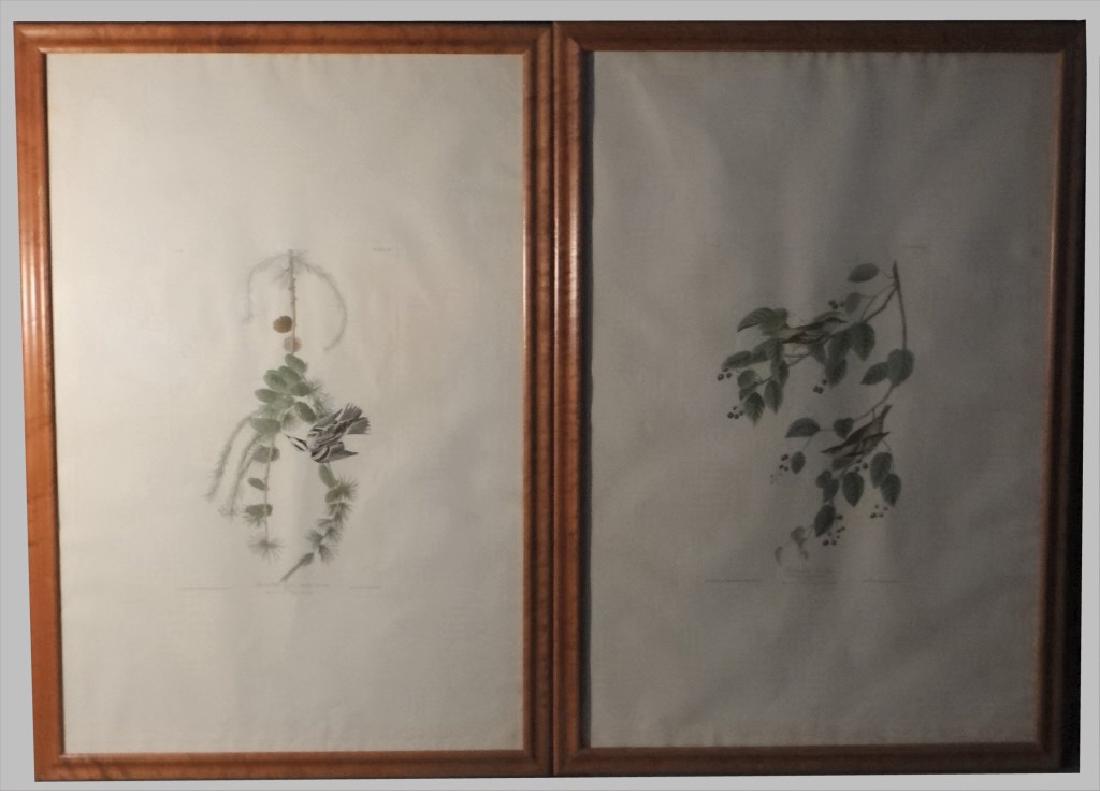 2  AUDUBON , HAVELL EDITION BIRD ENGRAVINGS (1 of 14)