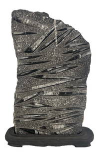 LARGE POLISHED ORTHOCERAS FOSSIL SPECIMEN 24" X 15": LARGE POLISHED ORTHOCERAS FOSSIL SPECIMEN 24" X 15"