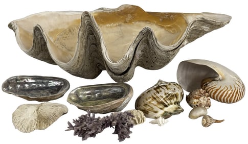 GROUP OF SEA SHELLS INC. GIANT CLAM, CORAL, NAUTILUS, MOTHER OF PEARL (CLAM 29" X 17" X 11 3/4")