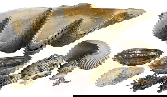 GROUP OF SEA SHELLS INC. GIANT CLAM, CORAL, NAUTILUS, MOTHER OF PEARL (CLAM 29" X 17" X 11 3/4"): GROUP OF SEA SHELLS INC. GIANT CLAM, CORAL, NAUTILUS, MOTHER OF PEARL (CLAM 29" X 17" X 11 3/4")