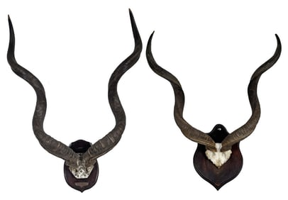 2 SPIRAL HORNED ANTELOPE MOUNTS, AFRICAN LARGEST MEASURES 44" X 28" X 25"