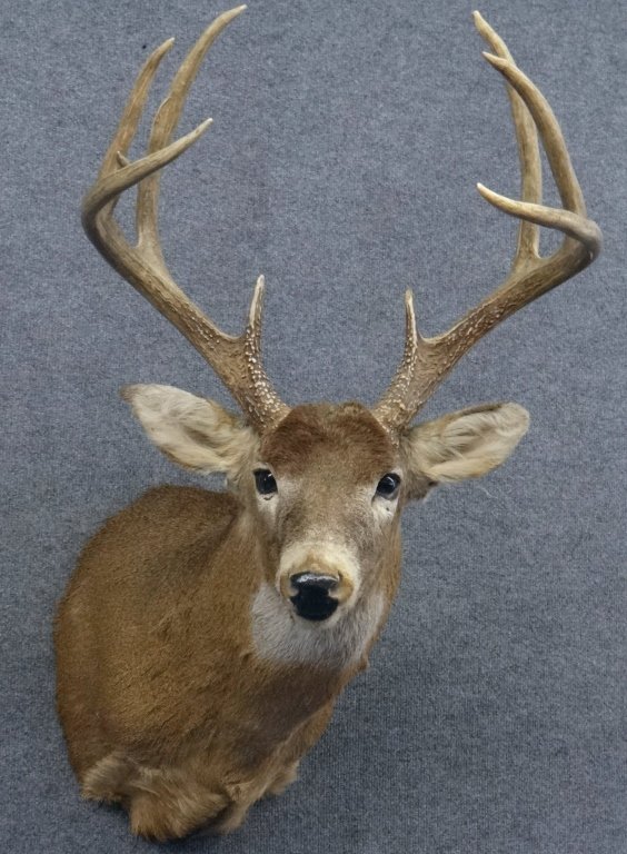 WHITE TAIL 9 POINT DEER W/LARGE TROPHY RACK