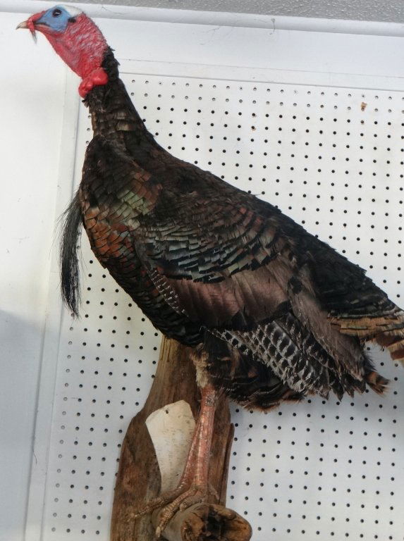 AMERICAN TURKEY FULL BODY TAXIDERMY MOUNT