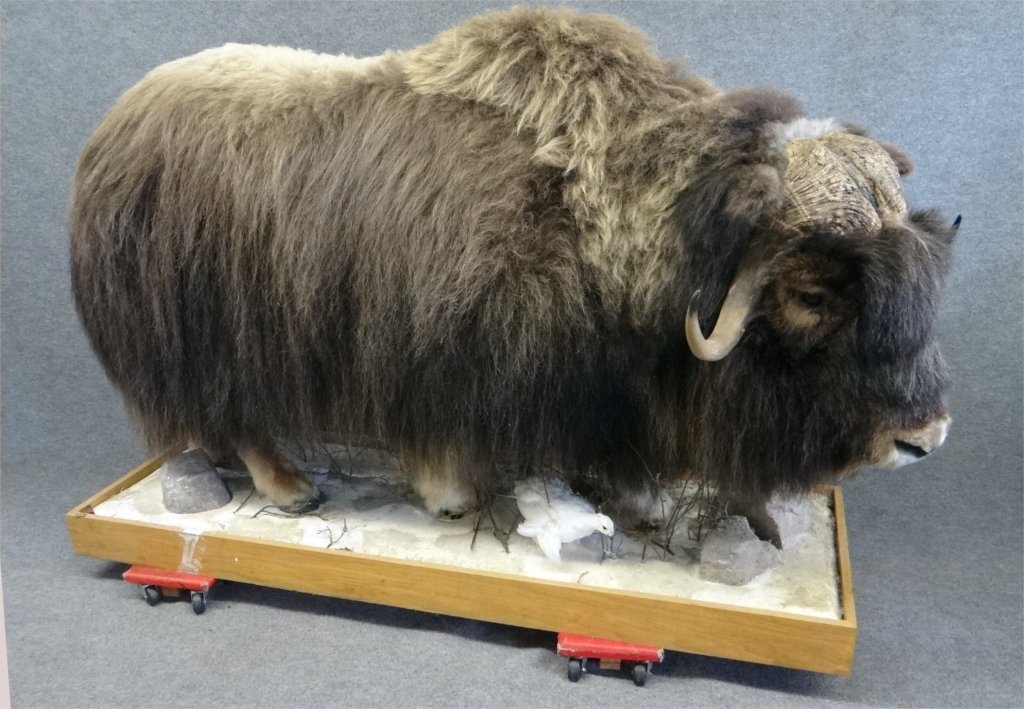 FULL BODY TAXIDERMY MUSK OX MOUNT