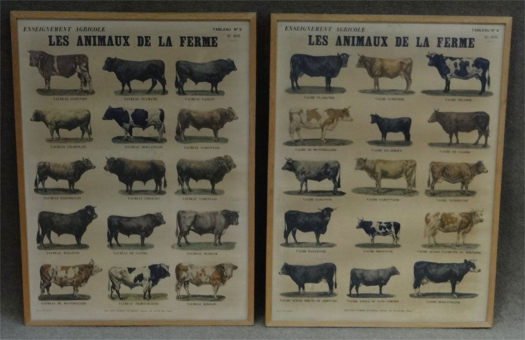 PR OF FRENCH COW PRINTS 32 1/2" X 24" (1 of 3)
