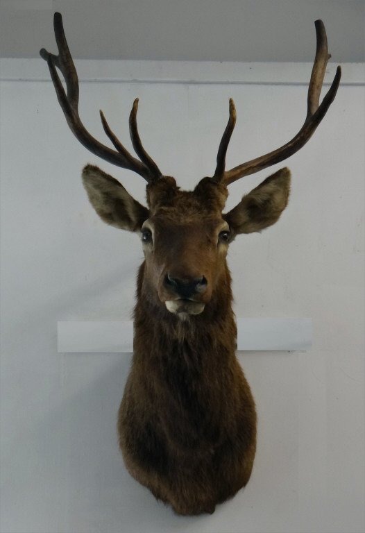 9 POINT ELK TAXIDERMY 27" WIDE X 50" TALL X 33" D (1 of 4)