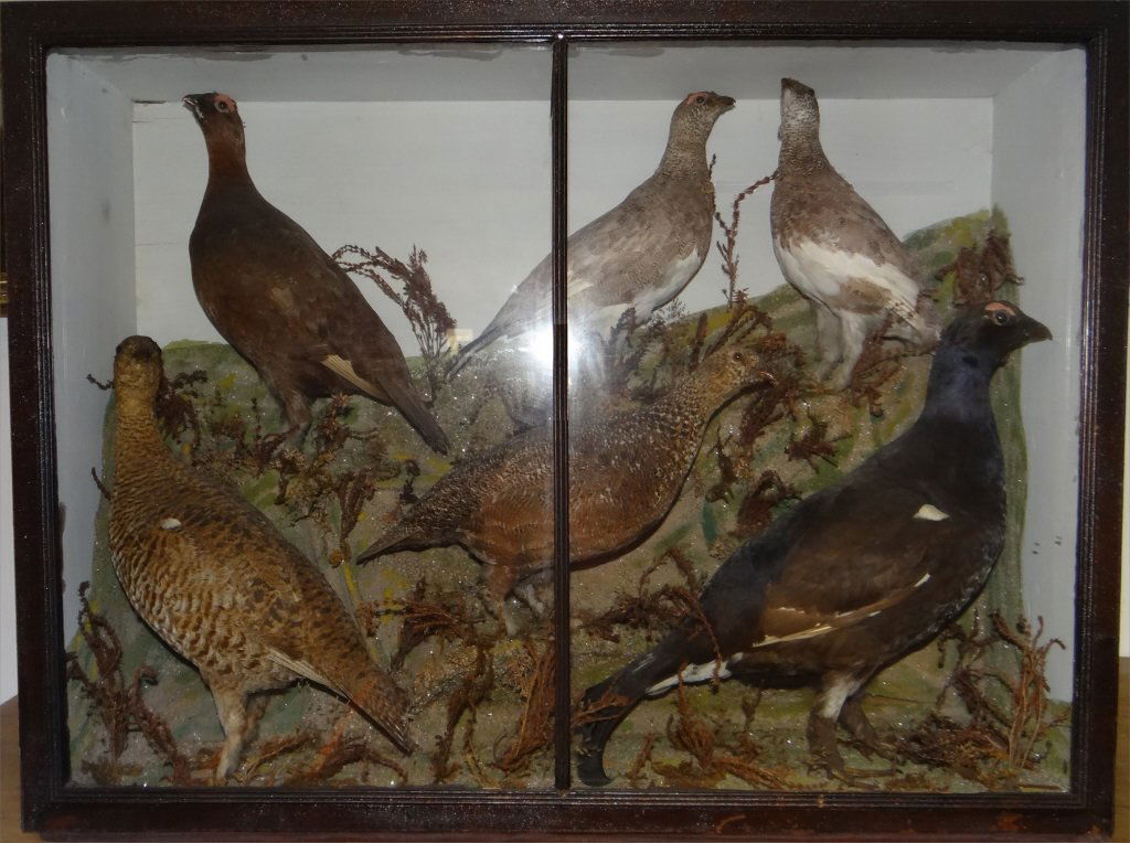 ORNITHOLOGICAL SHADOW BOX W/ ARCTIC BIRDS (1 of 5)