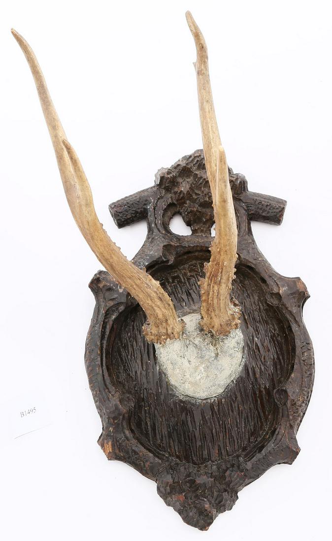 BLACK FOREST ROE DEER TROPHY MOUNT C.1880s (1 of 3)