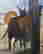 item-89099649=4