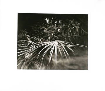 2 of 2 Signed Andrea Modica Yankeetown FL Photograph: Described and Photographed by: Amanda CNX1109 No. 131B Title: 2 of 2 Signed Andrea Modica Graphicstudio Yankeetown Florida Palm Photograph Ed45 Description: Second of two black and white photographs b
