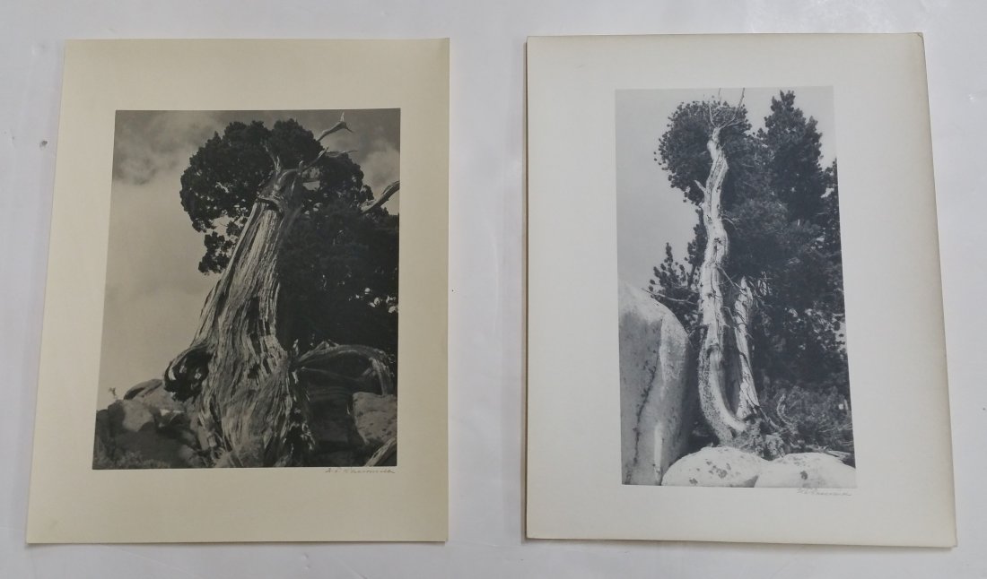 William Dassonville Lot Of 2 Ancient Bristlecone Pine (1 of 10)