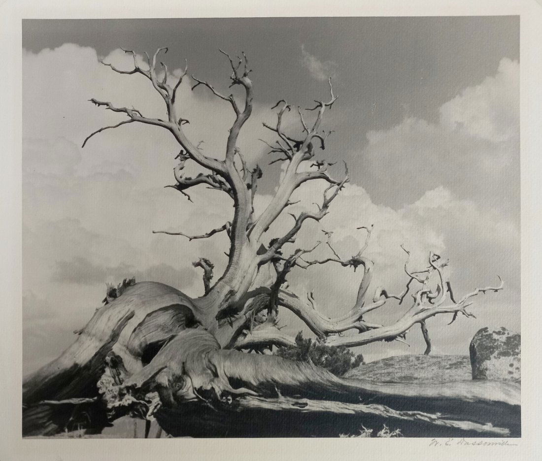 William Dassonville Gnarled Tree High Sierra Photograph (1 of 4)