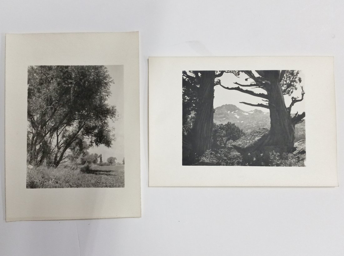 Dassonville Lot 2 Trees Owns Valley High Sierra Photos (1 of 7)