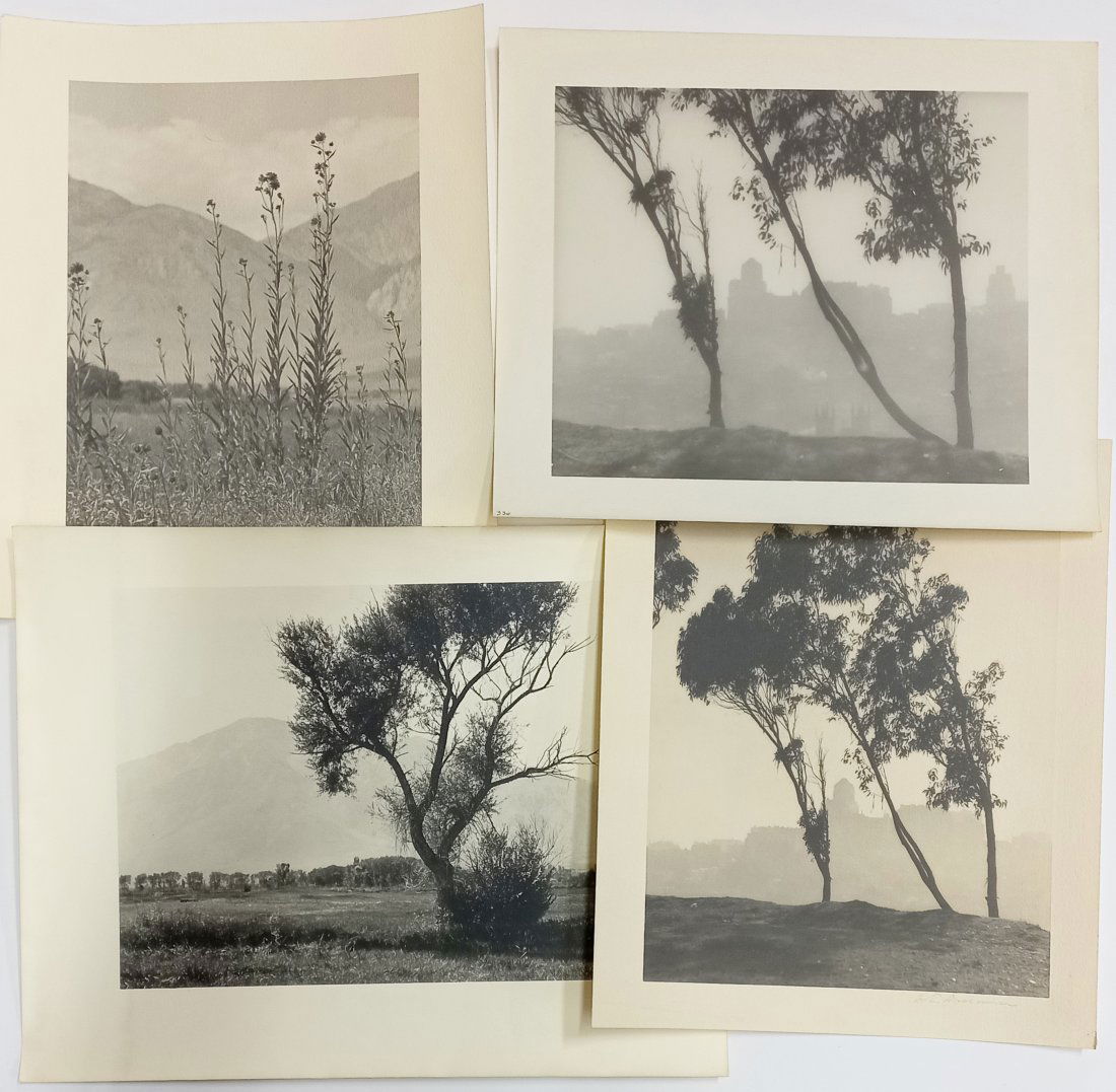 William Dassonville San Francisco Trees Photos Lot 4 (1 of 6)