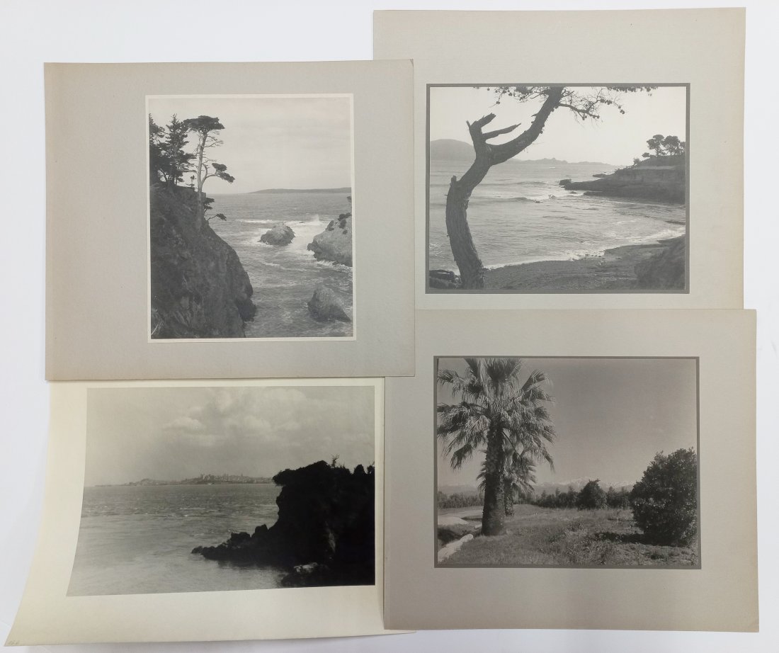 Dassonville California Coastline Trees Photos Lot of 4 (1 of 6)