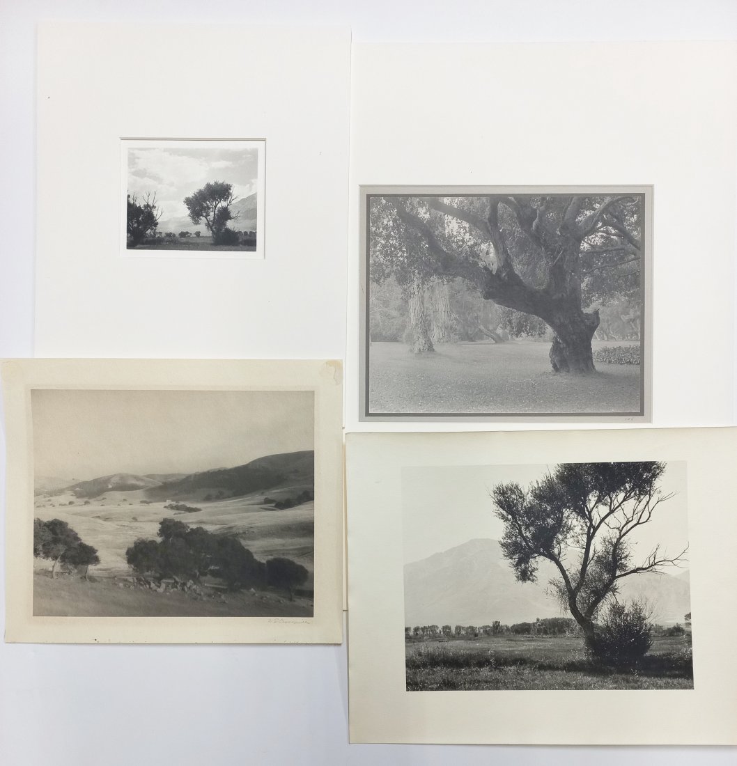 Lot of 4 Dassonville California Landscape Trees Photos (1 of 9)