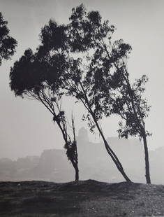 William E Dassonville San Francisco Trees Photograph: Title: William E Dassonville San Francisco Trees Photograph Described By: Nikki CNX VX 1160 4937 Description: Nice photograph of trees in San Francisco by William Edward Dassonville. This piece has