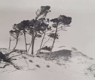 William E Dassonville Beach Dunes Photo: Title: William E Dassonville Beach Dunes Photo Described By: Nikki CNX VX 1160 4932 Description: Lovely photograph of beach dunes with trees by William Edward Dassonville. This piece has an estate