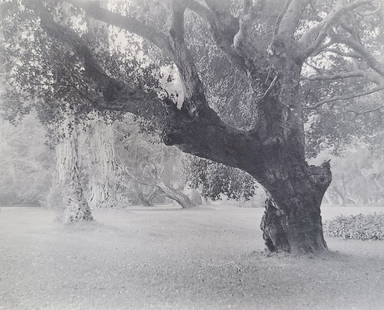 William E Dassonville Oak Trees Del Monte Photo: Title: William E Dassonville Oak Trees Del Monte Photo Described By: Nikki CNX VX 1160 4929 Description: Charming photograph of oak trees in Del Monte by William Edward Dassonville. This piece has an