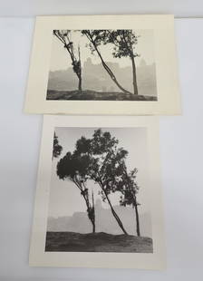 Lot 2 William E Dassonville Telegraph Hill Photos: Title: Lot 2 William E Dassonville Telegraph Hill Photos Described By: Nikki CNX VX 1160 4927 Description: Charming lot of 2 photographs of trees on Telegraph Hill in San Francisco by William Edward D