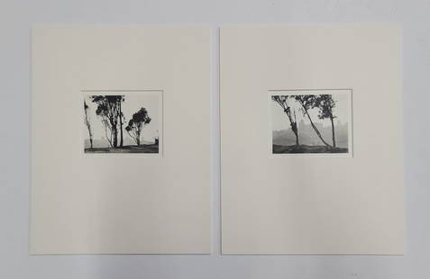 Lot 2 William E Dassonville Trees Telegraph Hill Photos: Title: Lot 2 William E Dassonville Trees Telegraph Hill Photos Described By: Nikki CNX VX 1160 4922 Description: Lovely lot of 2 matted photographs of trees on Telegraph Hill in San Francisco by Willi