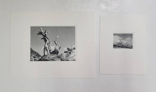 Lot 2 William E Dassonville Gnarled Tree Photos: Title: Lot 2 William E Dassonville Gnarled Tree Photos Described By: Nikki CNX VX 1160 4921 Description: Charming lot of 2 matted photographs of gnarled trees in the High Sierra by William Edward Dass