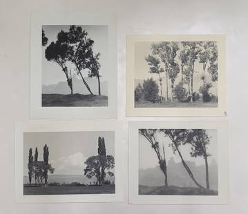 4 William E Dassonville Tree Landscape Cityscape Photos: Title: Lot 4 William E Dassonville Tree Landscape Cityscape Photos Described By: Nikki CNX VX 1160 4919 Description: Neat lot of 4 photographs of trees on Telegraph Hill in San Francisco and trees in