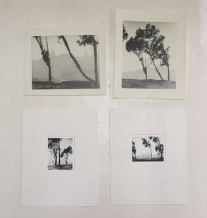 4 William Dassonville Tree California Cityscape Photos: Title: Lot 4 William E Dassonville Tree California Cityscape Photos Described By: Nikki CNX VX 1160 4920 Description: Lovely lot of 4 photographs of trees in the San Francisco, California cityscape by