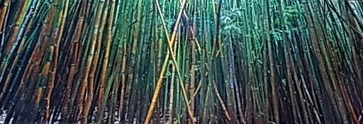 Peter LIK Bamboo LtdEd 1.5m LABELED TITLED Hana Ha: Peter LIK Bamboo LtdEd 1.5m LABELED TITLED Hana Hawaii Color Photograph CNX LIK, Peter (Australian of Czech ancestry active in America, born 1959): Bamboo Limited edition color silver halide Fuji Arch
