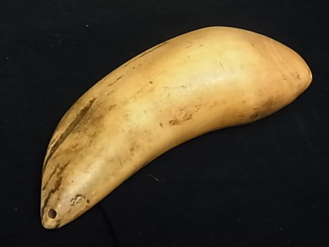 Antique Scrimshaw Whole Tooth Tusk Fiji Tabua South: Antique Scrimshaw Whole Tooth Tusk Fiji Tabua South Pacific Islands Whaling Naval Nautical Marine Folk Art Discovery 6 ¼ ” High Description: Second of Two teeth from same estate we will be offering