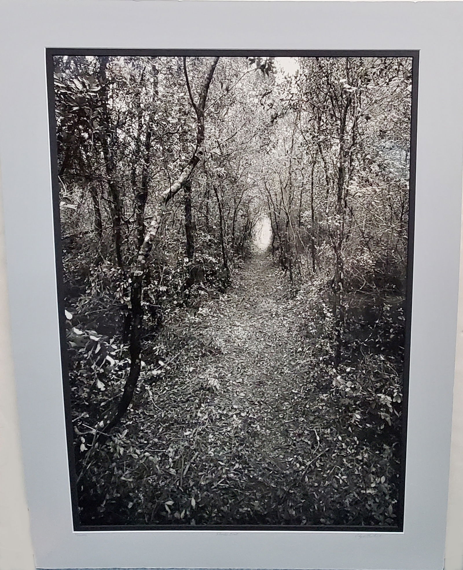 Large Clyde Butcher Signed Florida Trail bw Photograph ed250 HPA 24x34 FL FLA Floridiana Photo w Lab (1 of 9)