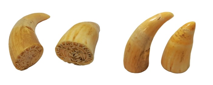 Henry & Sarah Martisha Pearson Mormon Pioneer Personal Stamp Seals Made of Animal Teeth
