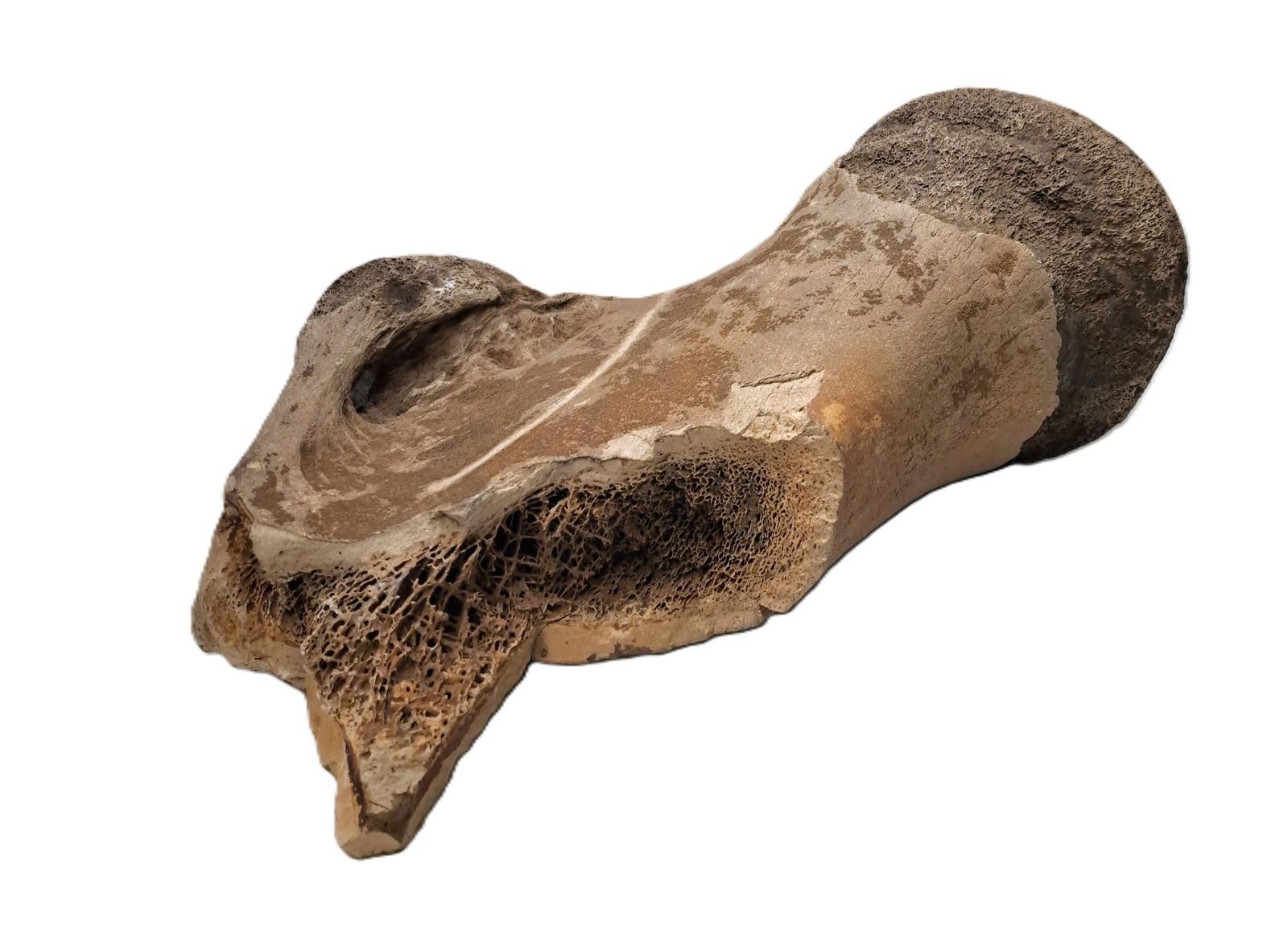 Fossilized Mastodon Piece of Femur Leg Bone Almost Seventeen Pounds Proximal End (1 of 4)