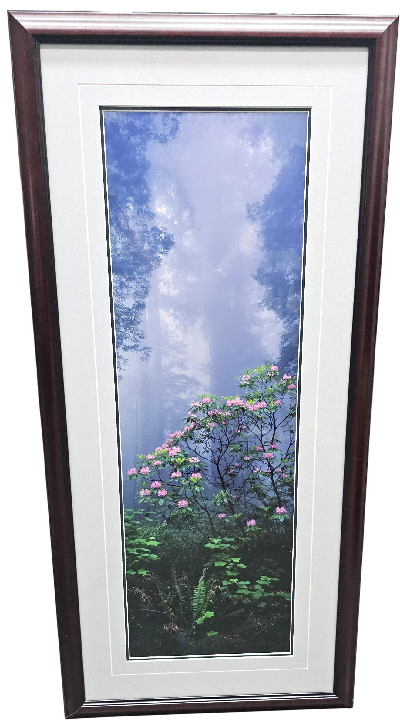 Thomas Mangelsen Annotated Photograph Cherry Blossoms Rising from the Mist 2003: Described By: August Reedy NODD Title: Thomas Mangelsen Annotated Photograph Cherry Blossoms Rising from the Mist 2003 Description: Stunning Thomas Mangelsen Annotated Photograph Cherry Blossoms Risin