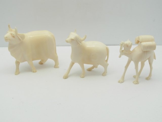 Trio Aged Carved Ivory Indian or Chinese Camelid Camel: Trio Aged Carved Ivory Indian or Chinese Camelid Camel Ox Miniature Statue Set. Approximate Dimensions: Largest Ox measures 2 ¼” long, 2”tall, Smaller ox measures 2” long, 2” tall, Camel Meas