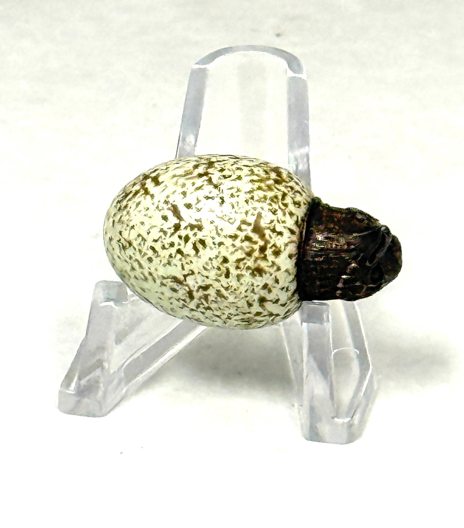 Rare Webb Egg Perfume - 6
