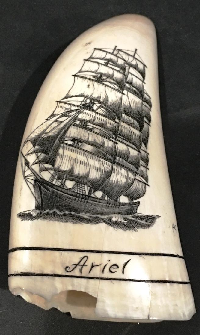 SCRIMSHAW WHALES TOOTH: INSCRIBED ARIEL PICTURE OF SHIP AND A EAGLE HOLDING A FLAG, 5" LONG
